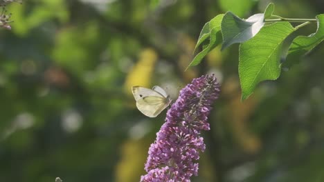 Pequeña-Mariposa-De-Repollo-Blanco-En-Cámara-Lenta-De-Flores-Rosadas