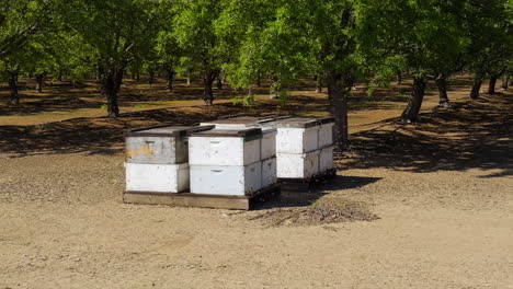 Colmenas-Para-Abejas-Polinizando-Un-Huerto-De-California