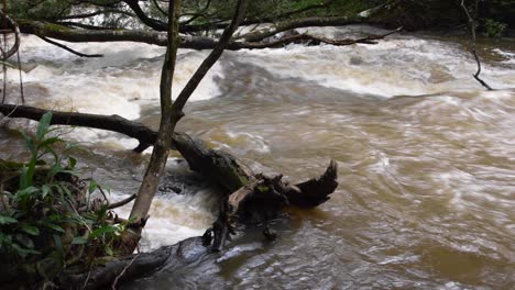 wide static shot of hawaii river overflowing