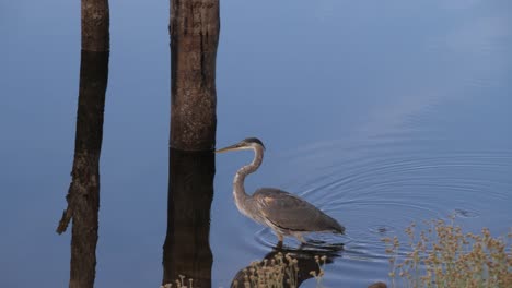 Heron-Camina-A-Través-Del-Agua-Por-Dos-Postes-Enviando-Ondas-A-Través-De-Su-Reflejo