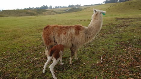 llama feeding milk to her calf in the countryside ecuador woolly mountain animal