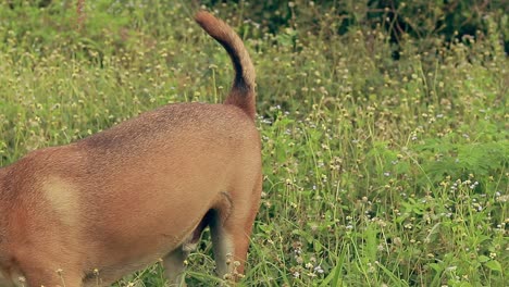 a pet dog curiously sniffing and searching around among the green grass and wild flowers in the meadow showing a candid springtime moment of rural life in the countryside