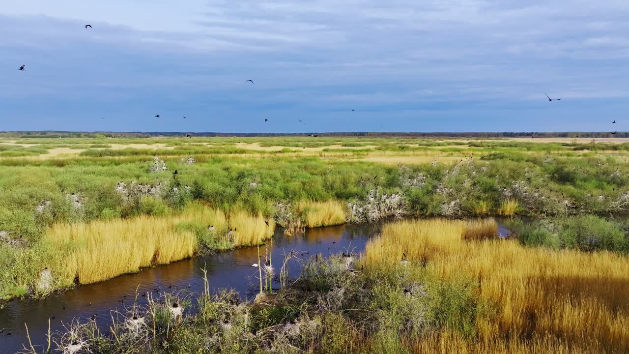 Spring sunlight contrasts blue rain clouds above nesting seabirds