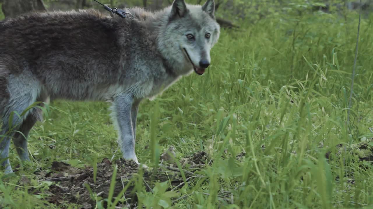 A gray wolf steps lightly through lush green grass, mouth ajar and eyes alert — a moment of stealth and focus amid the calm of the forest floor.