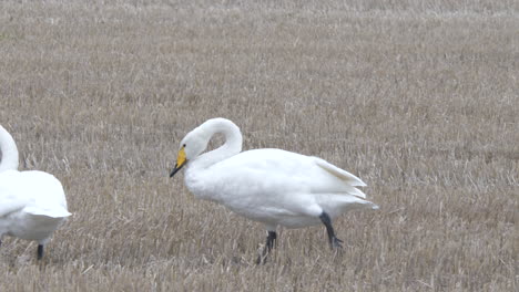 cisnes atentos caminando en el prado