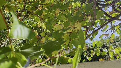 Shot-through-a-vine-with-green-leaves-and-a-branch-swinging-around-a-gazebo