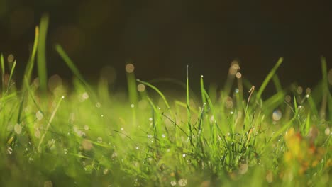 Spiky-blades-of-grass-strewn-with-drops-of-morning-dew-and-lit-by-the-rising-sun