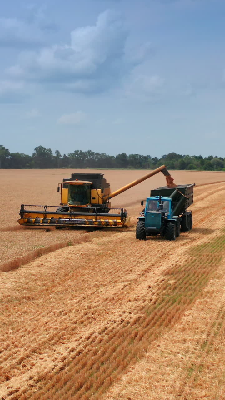 Approaching the machines in the wheat plantations. Yellow combine harvester uploads grain into tractor. Beautiful field scenery backdrop. Vertical video