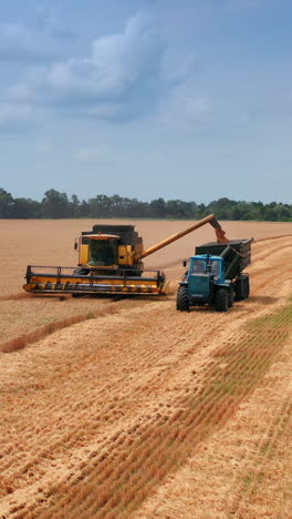approaching the machines in the wheat plantations. yellow combine harvester uploads grain into tractor. beautiful field scenery backdrop. vertical video