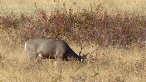 Mule-Deer-Grazing-on-Prairie