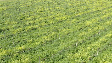 la granja más verde que jamás hayas visto