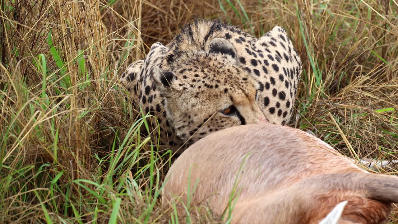 Cheetah lying down in grass feeding on hindquarter of gazelle, carnivore diet