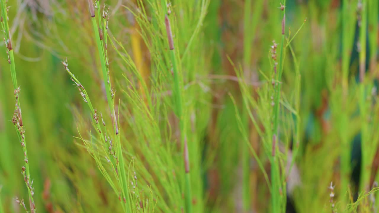 Vivid green grass and weeds gently sway, captured in a slow horizontal outdoor camera pan