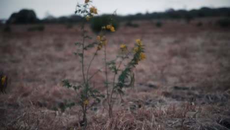 Gelbe-Blumen,-Die-Den-Wind-Auf-Einem-Trockenen-Bekämpfen