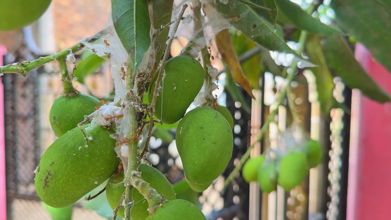 Red fire ants can infest mango trees by creating nests within the tree structure, particularly using leaves and eating mangos