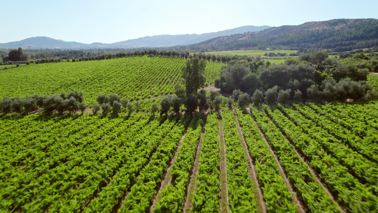 dolly aéreo bajo disparado sobre hileras de vides en un viñedo en el valle del maule, chile