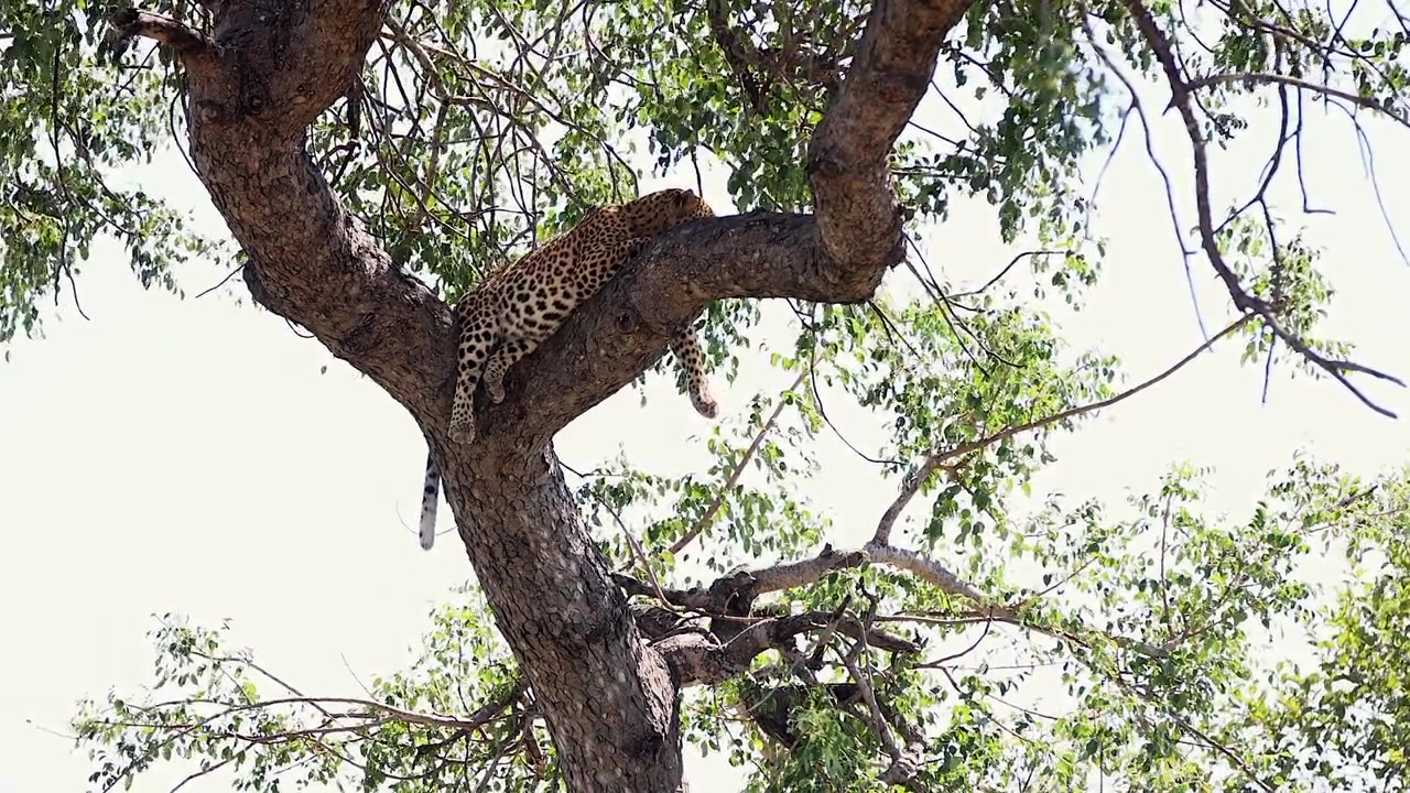 Rüzgarlı bir Afrika gününde, ağaç dalında uyuyan leopara yukarıdan bakış.