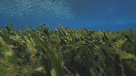 underwater view of natural spring seaweed and algae in florida springs