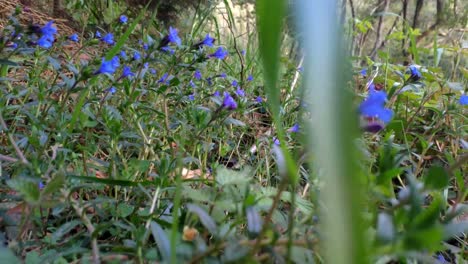 campo cubierto con la flor silvestre ruellia tuberosa y sus flores crecen bajo un bosque de robles en la ruta de senderismo cerca del río sor