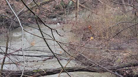 Ein-Kleiner-Wasserlauf,-Der-An-Einem-Kalten-Wintermorgen-Durch-Den-Wald-Mit-Toten-Bäumen-Fließt