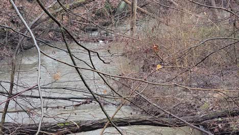 a small creek of water flowing through the woods with dead trees on a cold winter morning