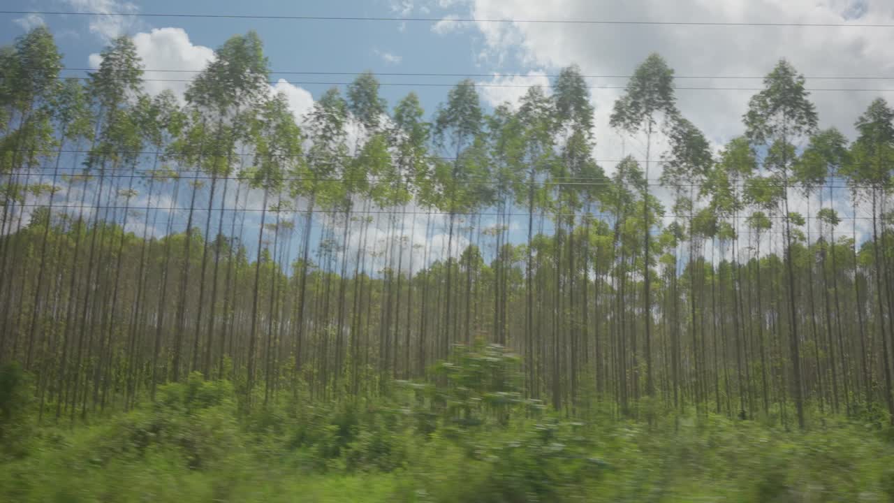 으로 움직이는 브라질 식물, 키가 큰 소나무, 구름이 가득한 파란 하늘