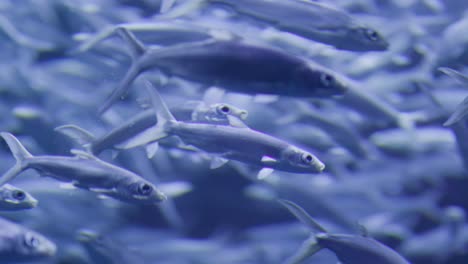 Close-up-view-of-Milkfishes