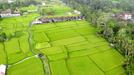 Pintorescos-Campos-De-Arroz-Y-Pequeñas-Cabañas-Ubicadas-Entre-Los-Arrozales-En-Bali,-Indonesia,-Que-Representan-La-Tranquila-Belleza-Rural-Del-Campo-Asiático