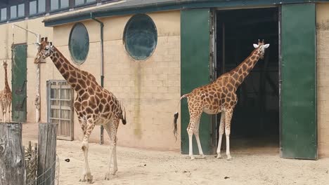 giraffes in an animal park in marwell zoo