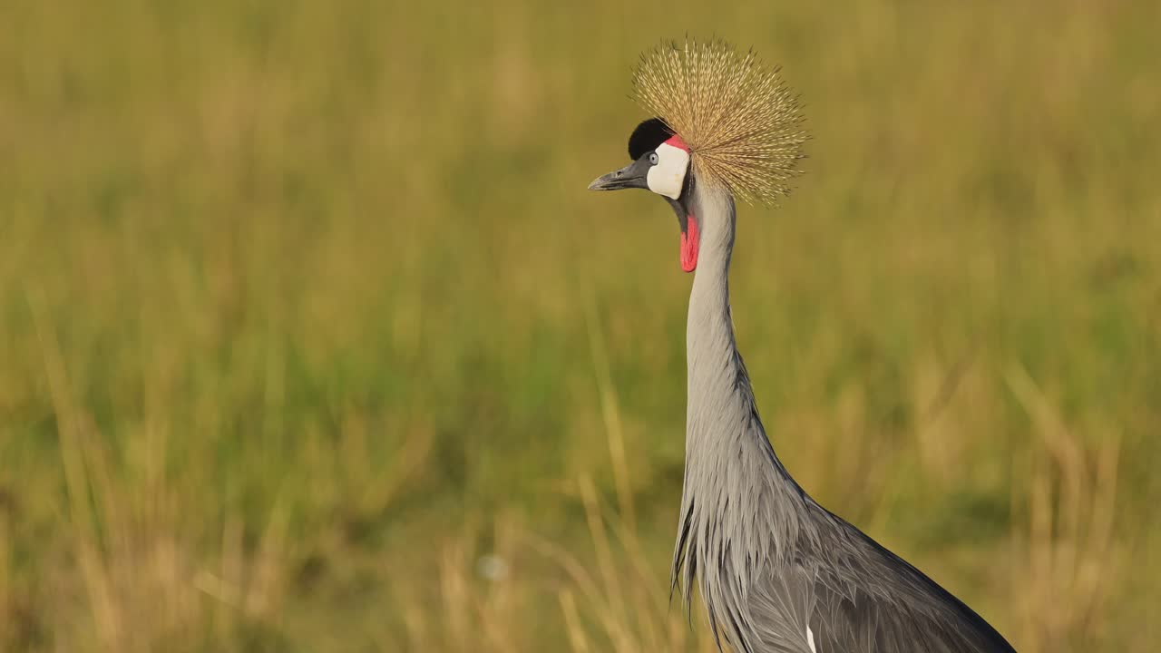 fotografía en cámara lenta de grullas coronadas grises alimentándose en la hierba alta de la sabana de la sabana en una hermosa luz que muestra plumas coloridas, vida silvestre africana en la reserva nacional de maasai mara, kenia