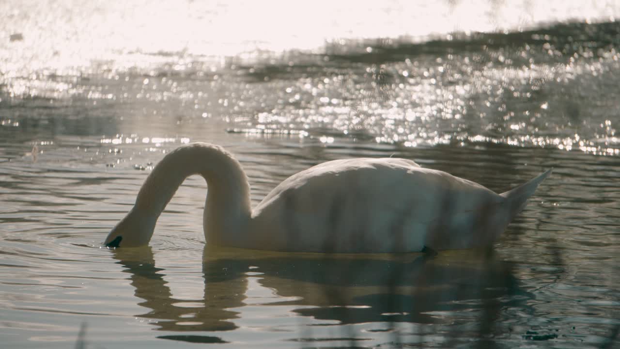un cisne blanco con la cabeza en el agua - come hierba del agua con sol en el agua