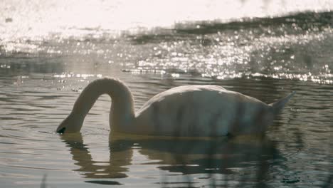 a white swan with its head in the water - eats grass from the water with sun flare in the water