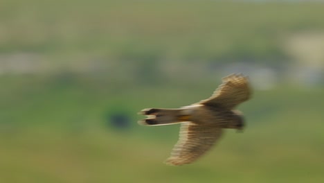 el cernícalo común cuelga en el aire y mira al suelo en busca de una presa