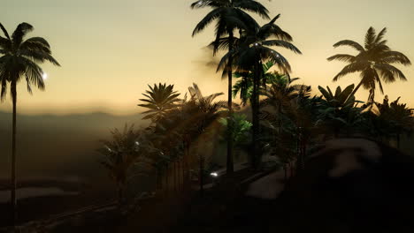 view of the palm trees in fog