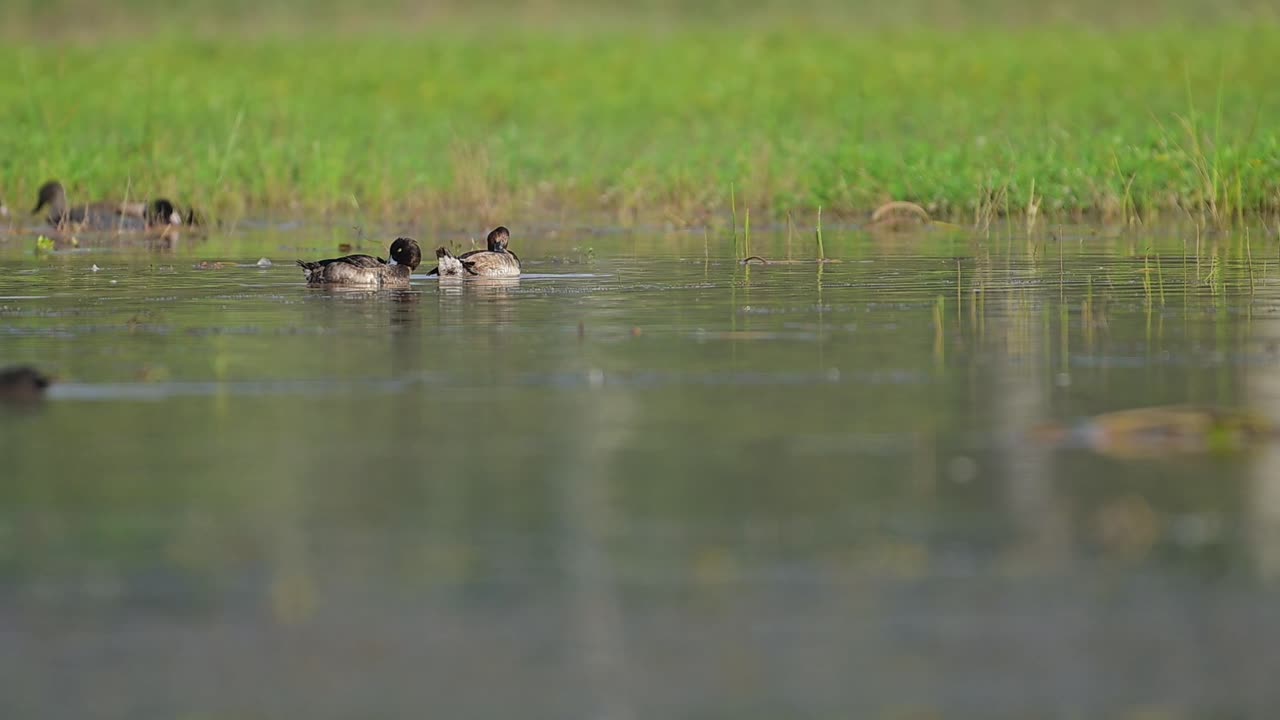 습지 에서 수영 하는  ⁇ 털 이 있는 오리