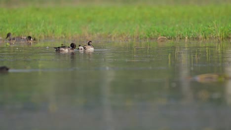 Tufted-Duck--Swimming-in-Wetland