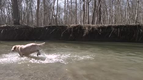 slow motion of a golden retriever dog, playing fetch in a creek