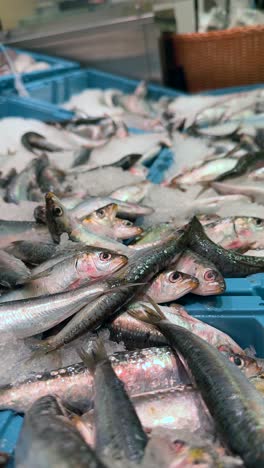 fresh fish display at the grocery store