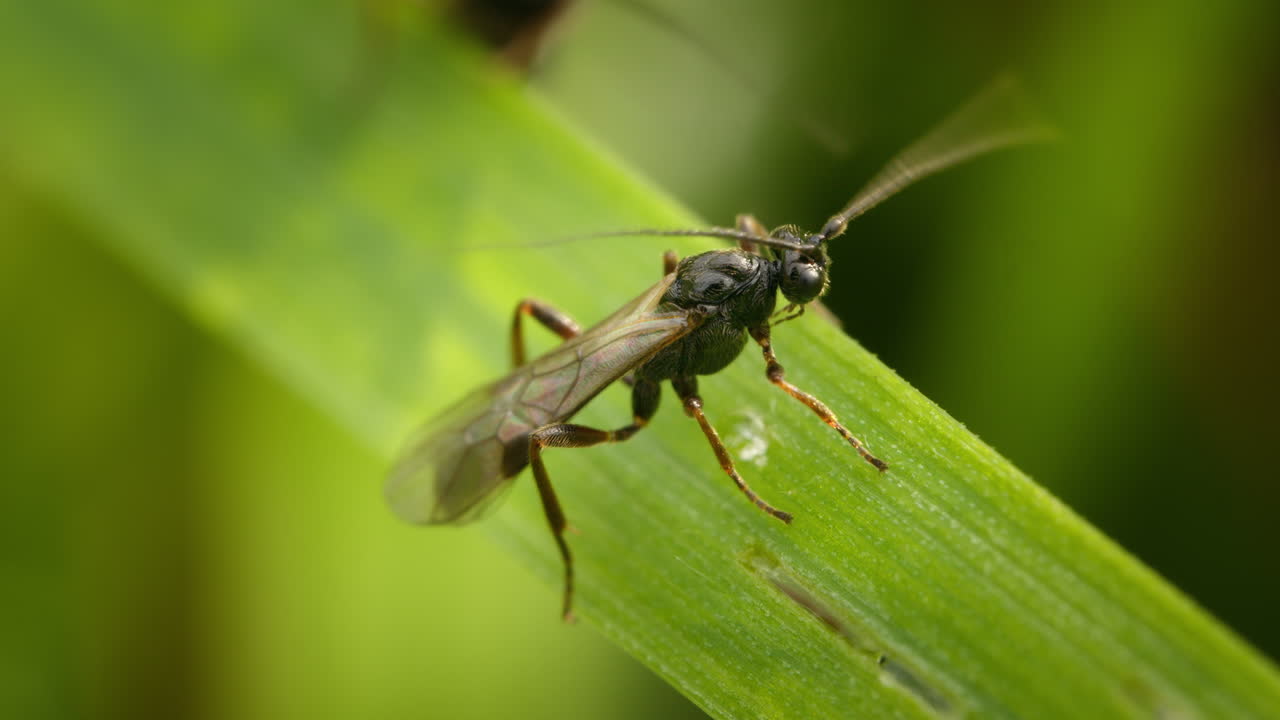 Macro of insect grooming. Parasitic wasp cleaning itself on leaf in nature. Cotesia congregata, Hornworm parasitic wasp. Broconidae.