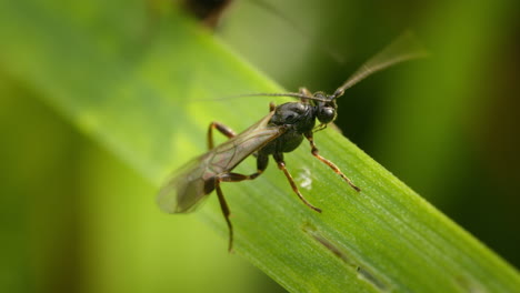 macro of insect grooming. parasitic wasp cleaning itself on leaf in nature. cotesia congregata, hornworm parasitic wasp. broconidae.