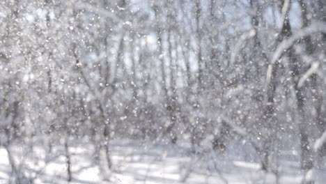 snowy forest scene