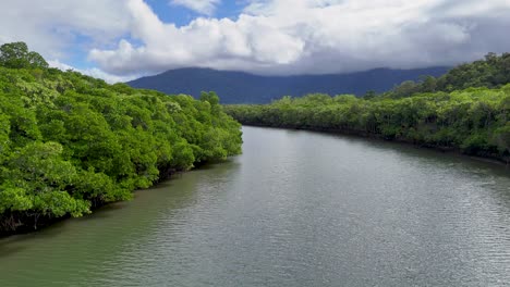 Aerial view of lush mangroves along the Daintree River under bright, cloudy skies