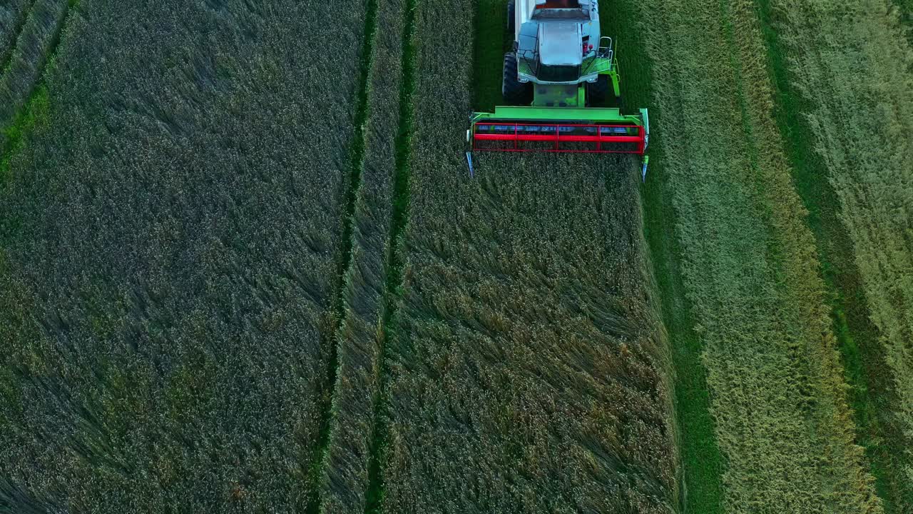 Mietitrebbia al lavoro in un campo verde per il raccolto autunnale, agricoltura moderna con vista aerea dall'alto