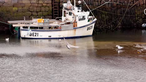 seagull flying near docked fishing boat