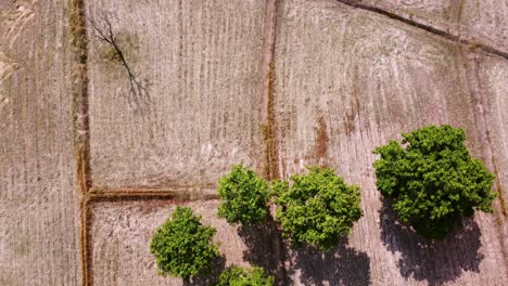 Beautiful-Summer-Scenery-From-The-Height-Slow-Aerial-Drones-fly-over-trees-and-fields