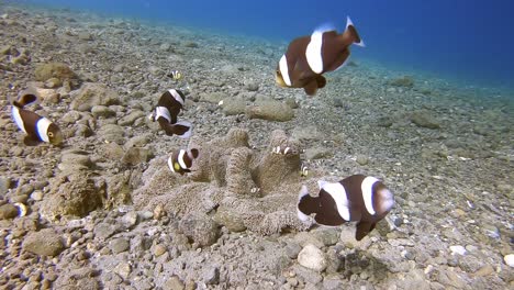 una agresiva familia de peces payaso de silla de montar que protege su hogar de anémonas