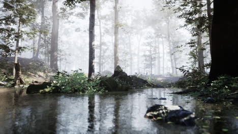 misty forest landscape with a tranquil stream reflecting the surrounding trees