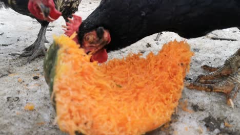 video de gallinas comiendo un trozo de calabaza