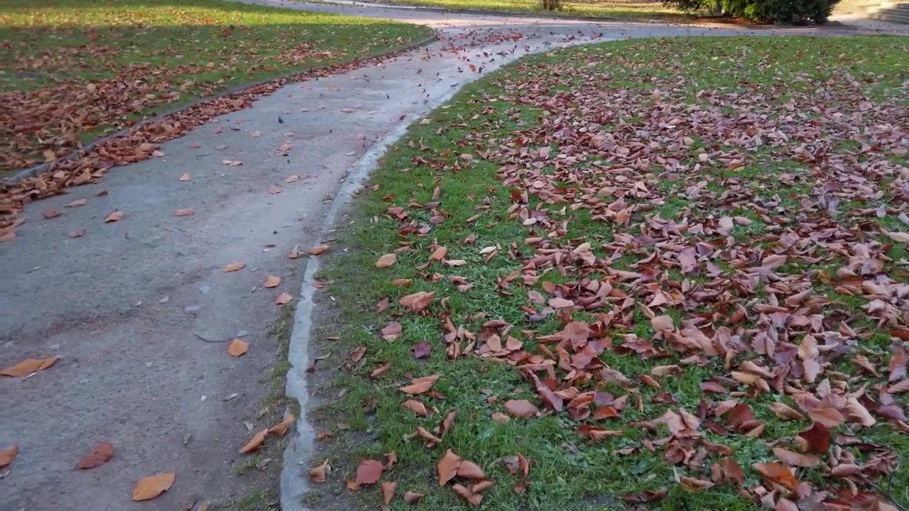 Autumn fallen leaves in the park.