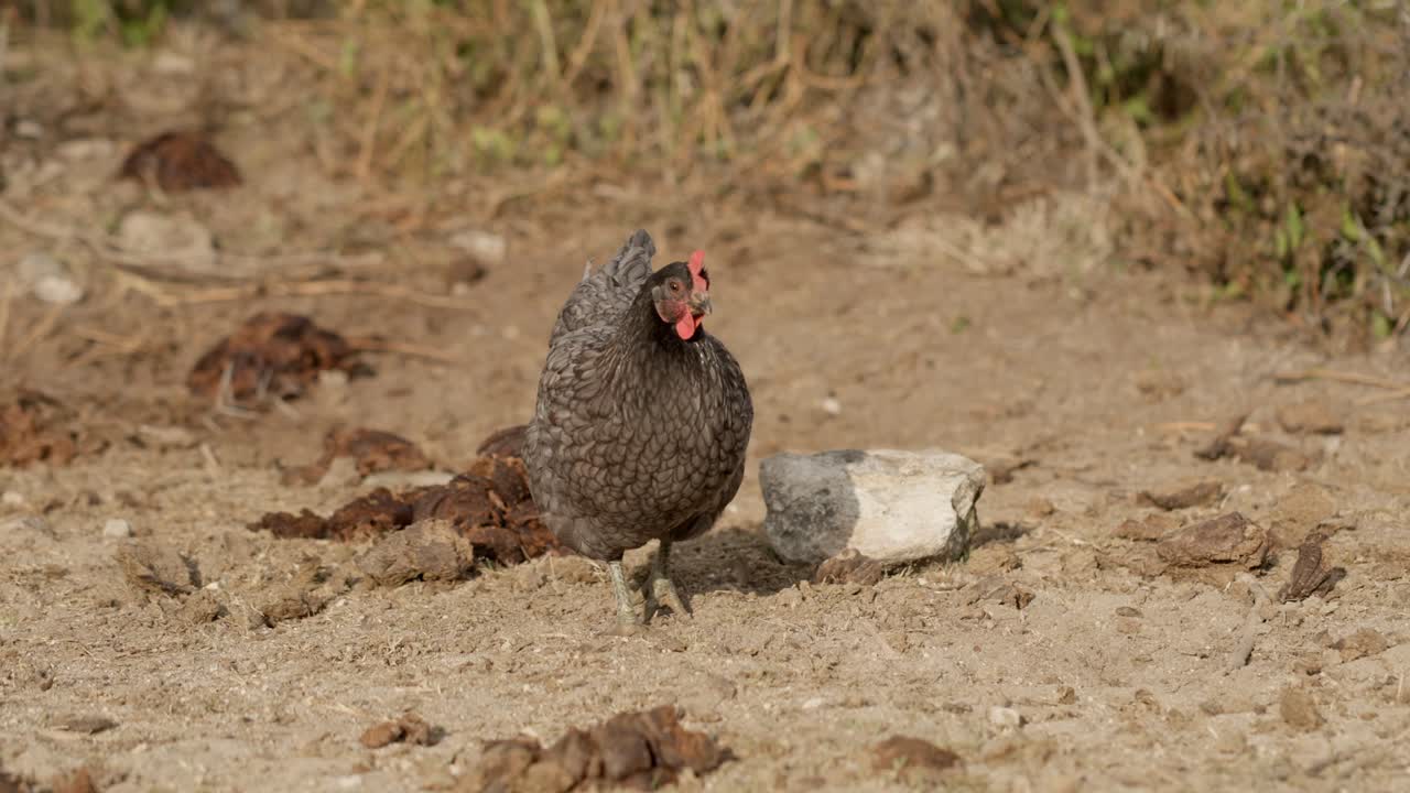 slowmotion of chicken in garden looking for food
